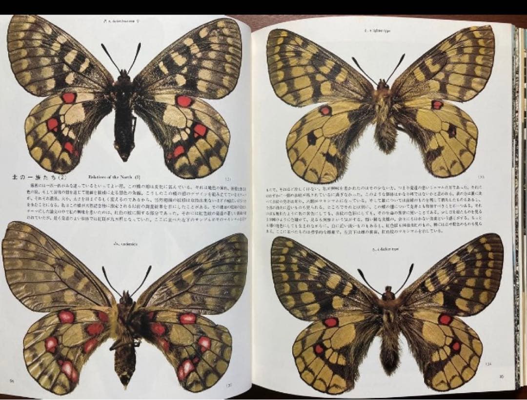 田淵行男 写真集 大雪の蝶 希少 希少本　レア