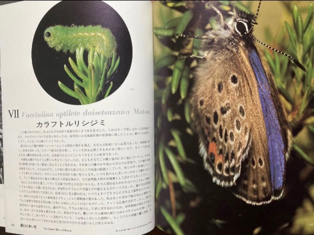 田淵行男 写真集 大雪の蝶 希少 希少本　レア