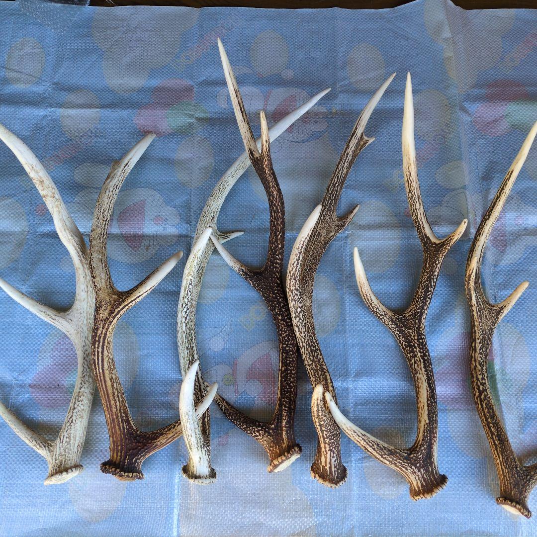 鹿の角 20本セット