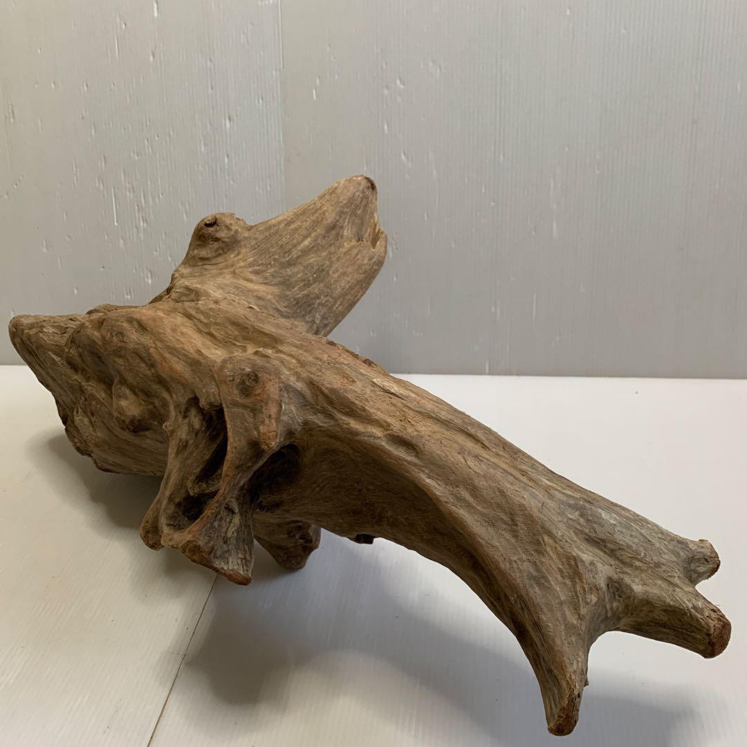 アク抜き済み流木　No.050 .039.031.239.393