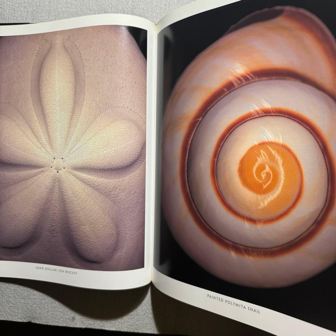 One Hundred Seashells 自然 貝 アート 写真集