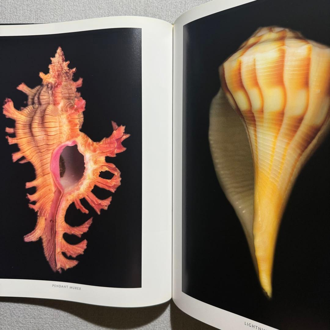One Hundred Seashells 自然 貝 アート 写真集