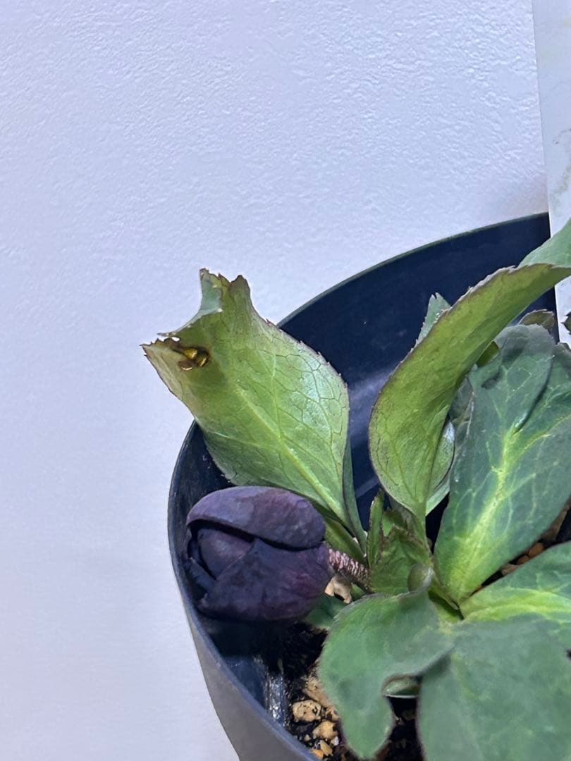 し*ら様 黒影交配　認定美黒姫　小輪ブラック　クリスマスローズ