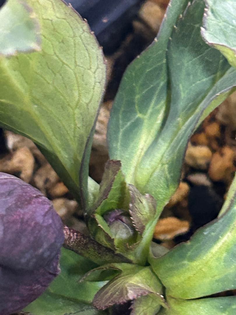 し*ら様 黒影交配　認定美黒姫　小輪ブラック　クリスマスローズ