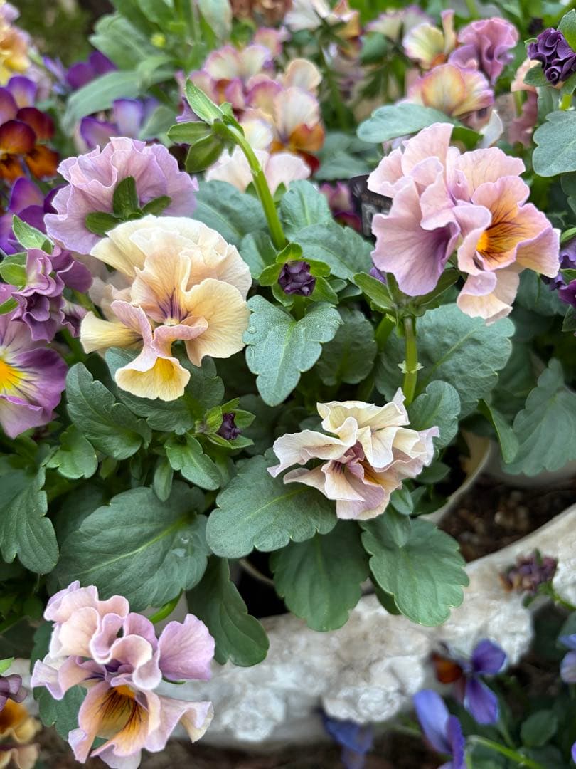 パコ様　５点　おまとめ中　アントワネット　ブルーベリークリーム