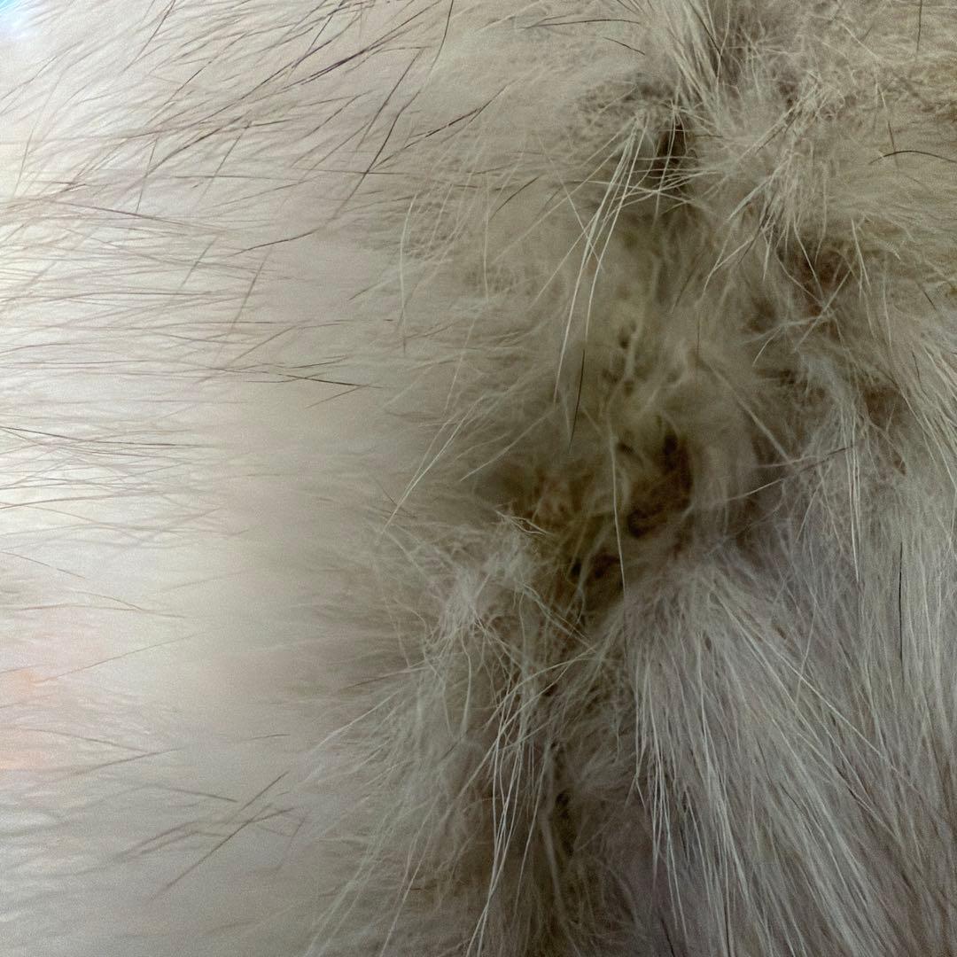 Pinky&Dianne ホワイトファーショートコート 38 ジャンク品