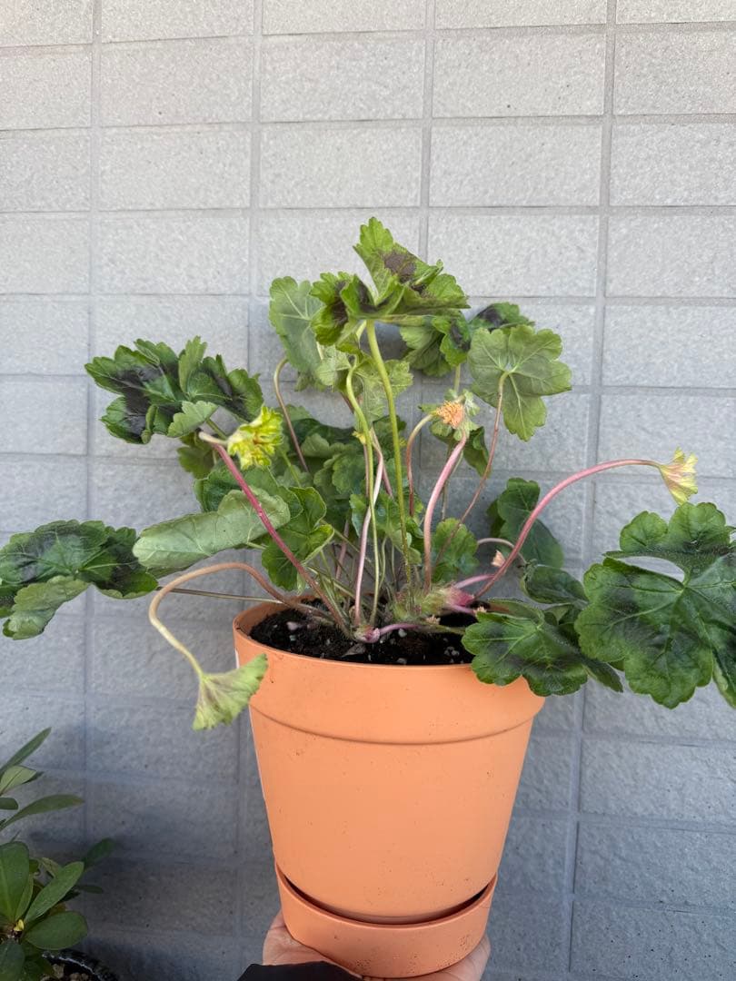 珍しいゼラニウム大苗