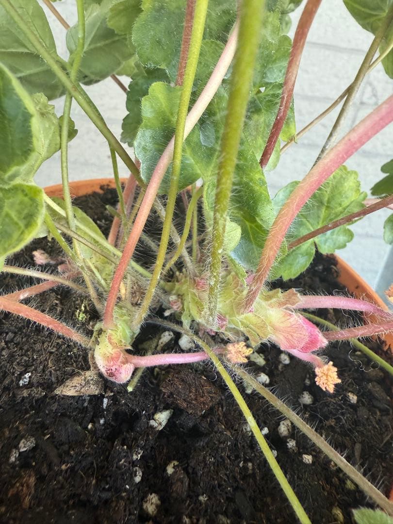 珍しいゼラニウム大苗