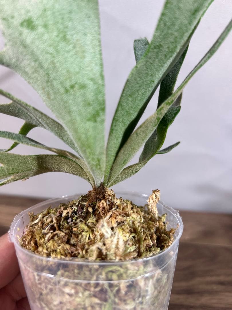 ライフ様おまとめNano(spore)【61】Bacteria (TC)【49】