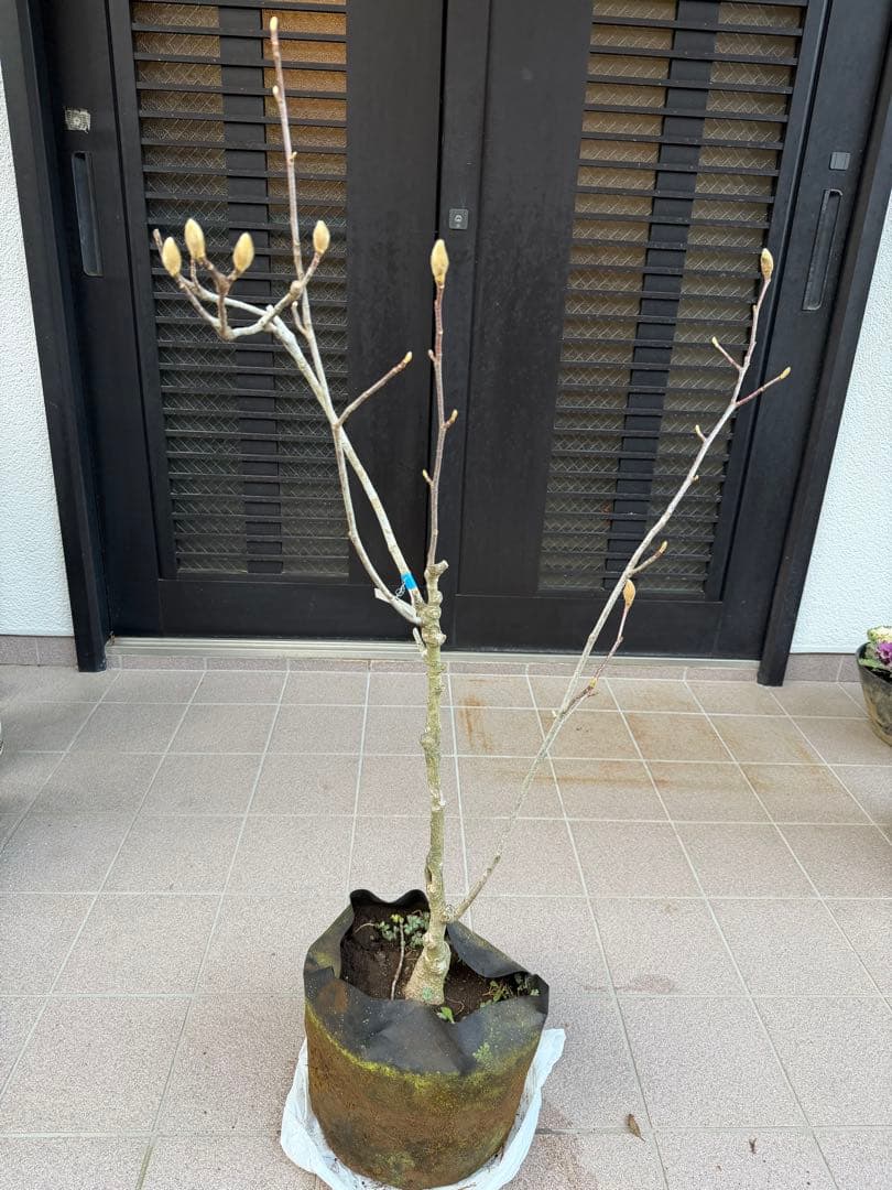 のこのこ　白木蓮 苗木　特大株華やかな芳香