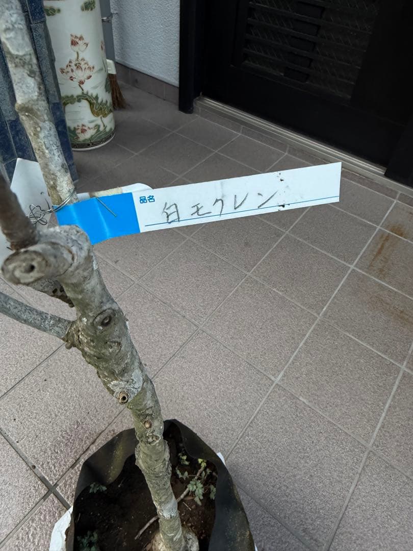 のこのこ　白木蓮 苗木　特大株華やかな芳香