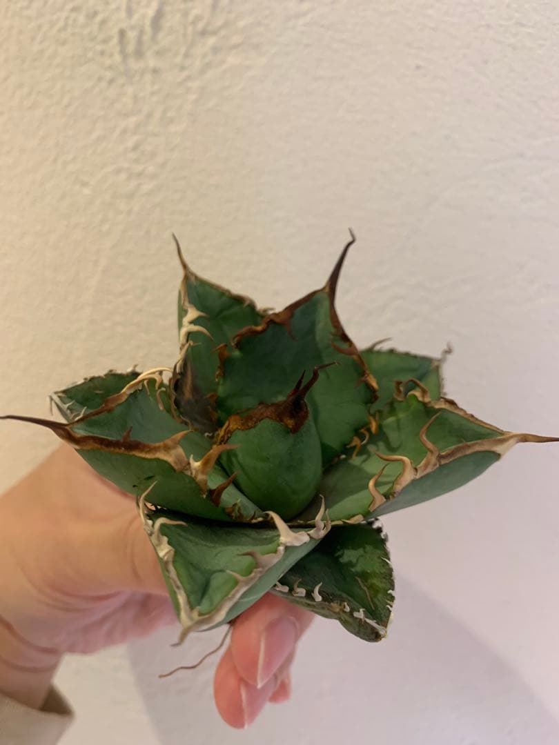 【goodtaniku】Gt実生＋2x(おまけ実生2点付き)