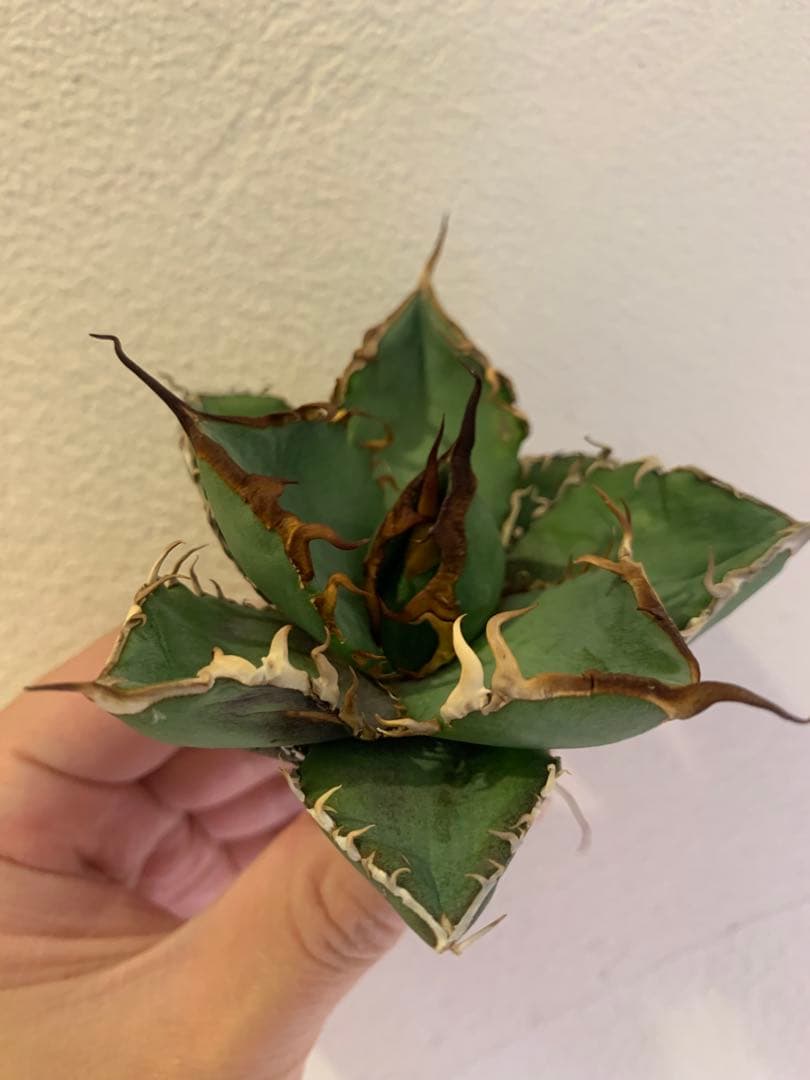 【goodtaniku】Gt実生＋2x(おまけ実生2点付き)