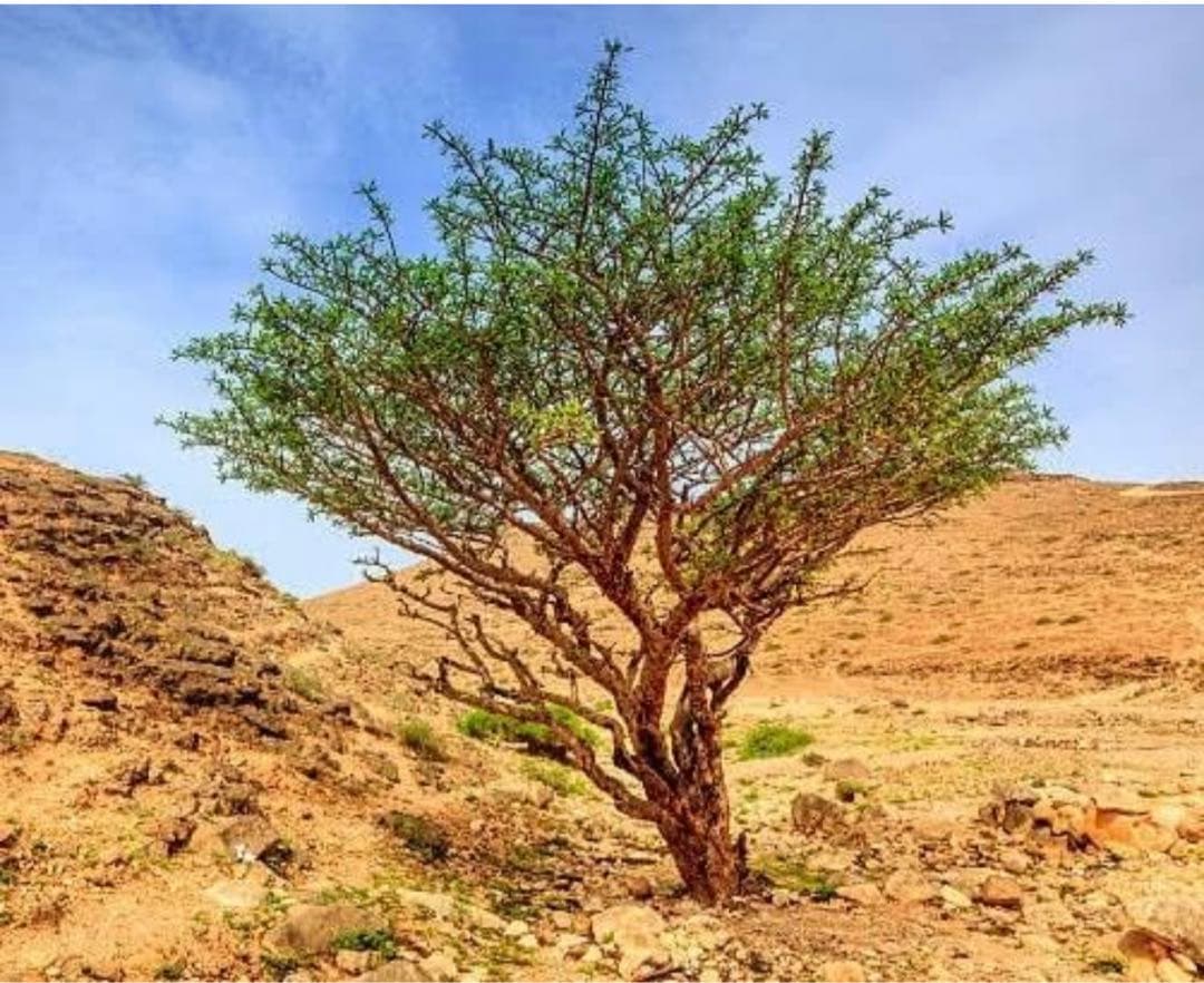 100%天然由来　精油　サンダルウッド　アロマオイル　エッセンシャルオイル