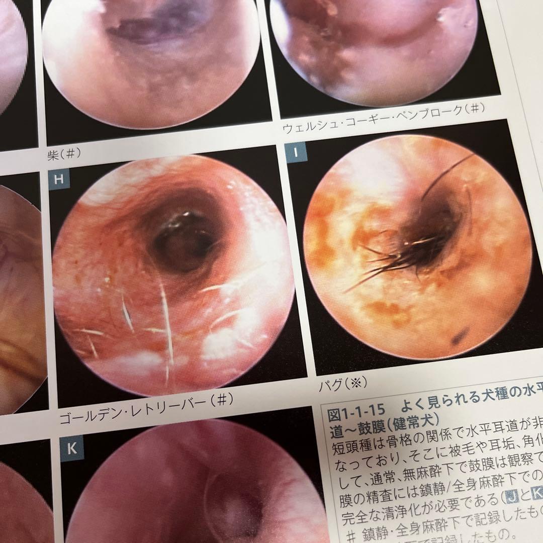 【裁断済】犬と猫 耳の診察前にまず読む本