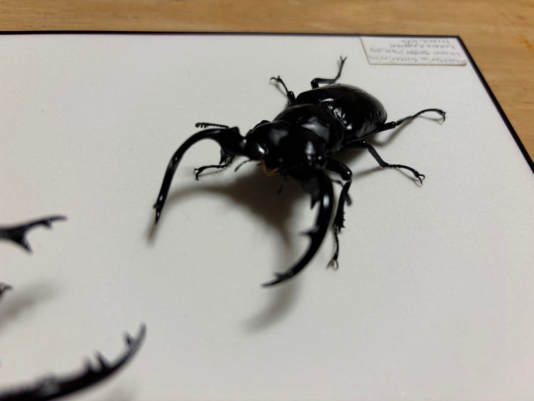 か*が様 ウエストウッドオオシカクワガタとフォルスターフタマタ〔ニシ〕の立体標本