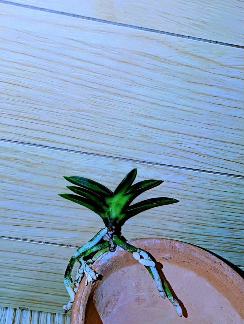 【サブレさん注文品】富貴蘭「百花繚乱」+「紫金剛」