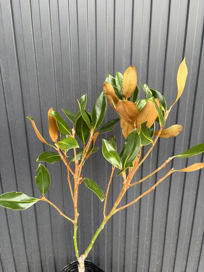 ◆タイサンボク　リトルジェム◆接木◆シンボルツリー◆