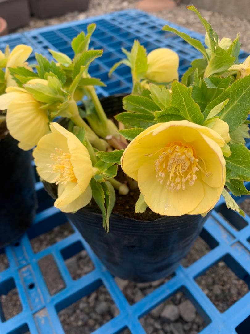 2/12まで限定　野田園芸　クリスマスローズ　黄色　成熟株