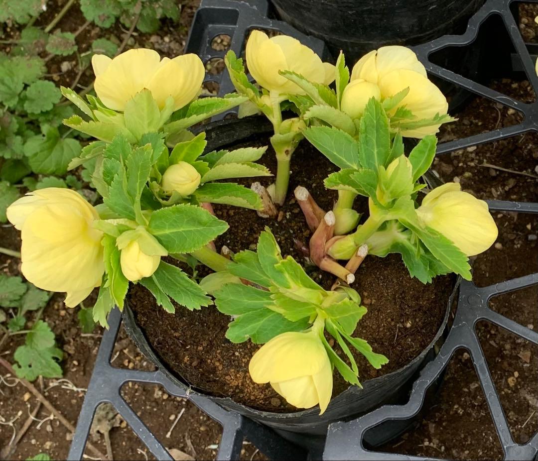 2/12まで限定　野田園芸　クリスマスローズ　黄色　成熟株