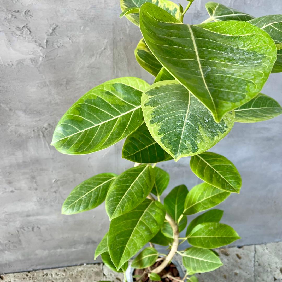 特大　フィカス アルテシマ　曲がり仕立て　9号　陶器鉢　植え込み発送