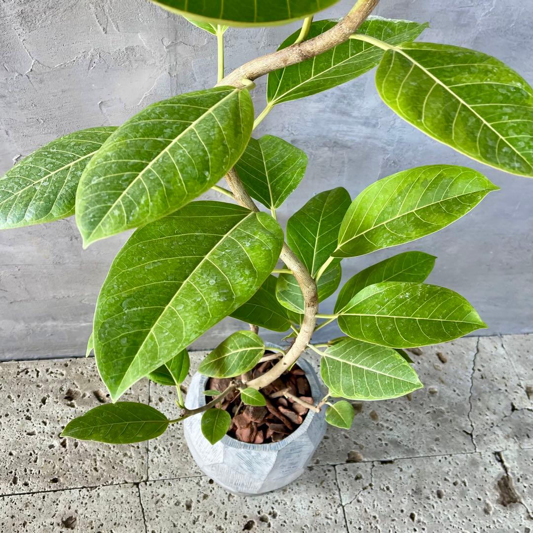 特大　フィカス アルテシマ　曲がり仕立て　9号　陶器鉢　植え込み発送