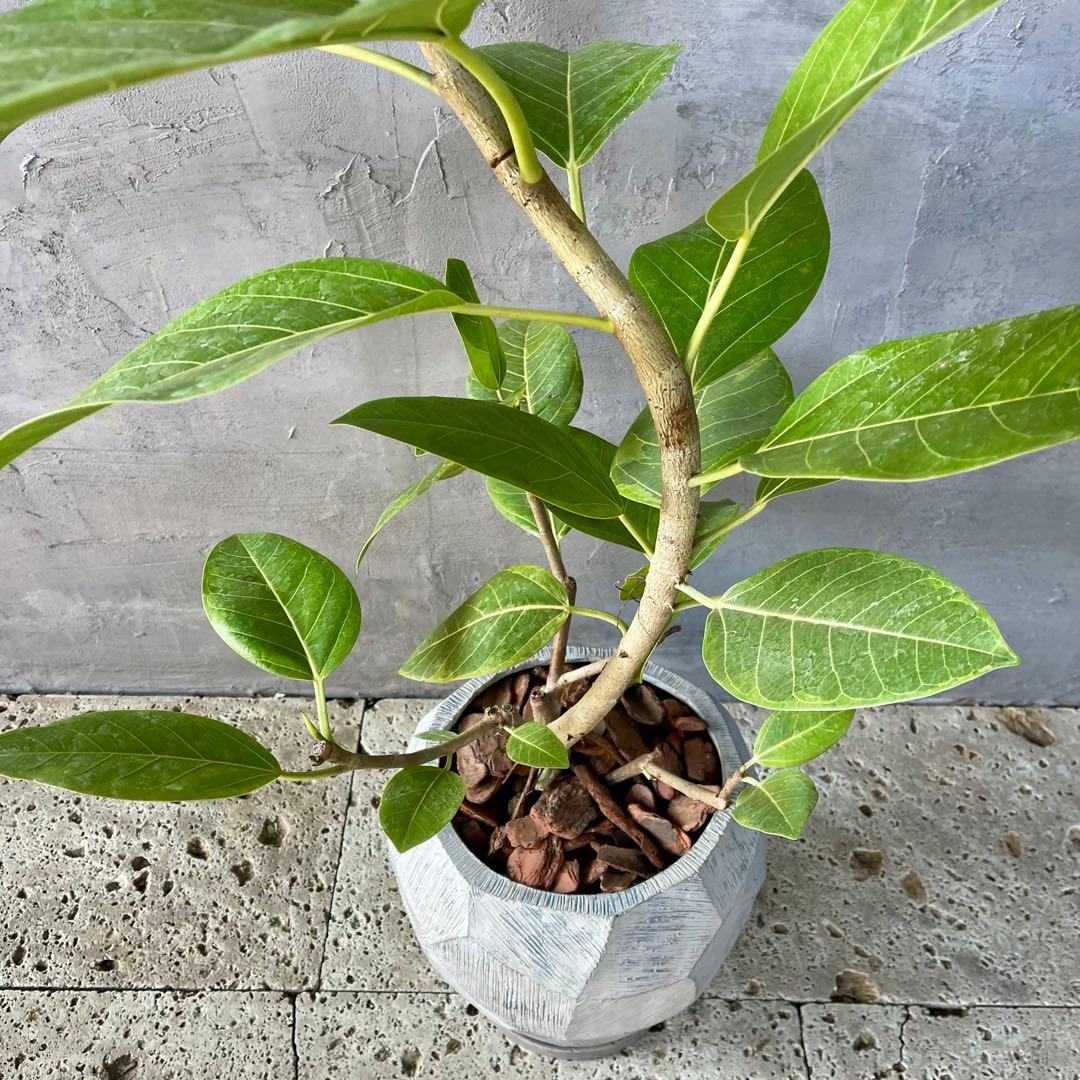 特大　フィカス アルテシマ　曲がり仕立て　9号　陶器鉢　植え込み発送