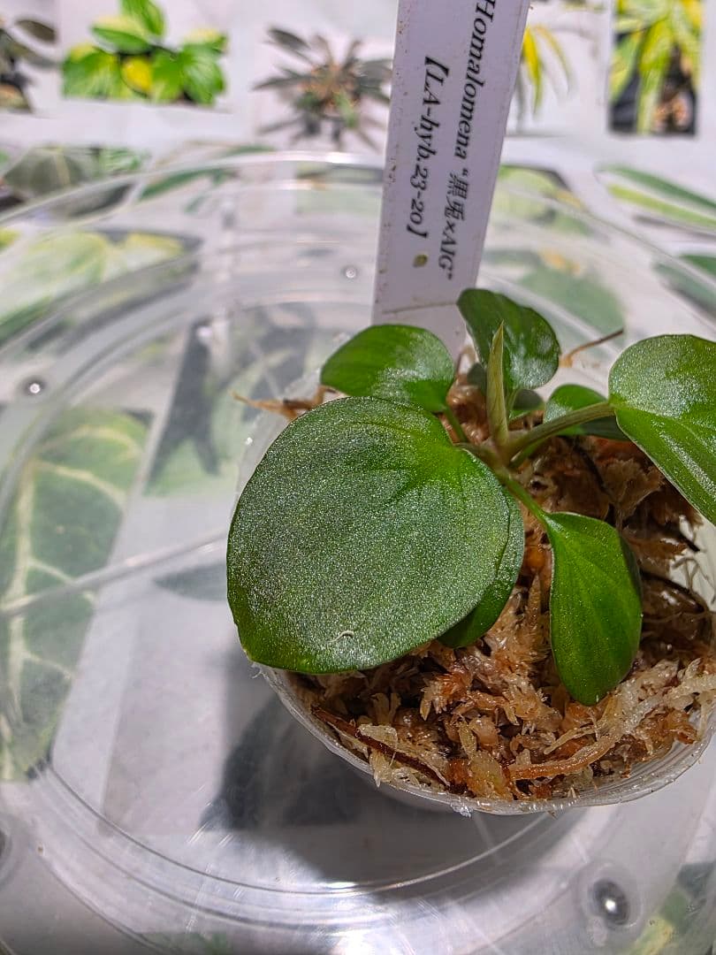 ‼️カイロコンパクト‼️　LA便正規タグ付　ホマロメナ　黒兎×AIG