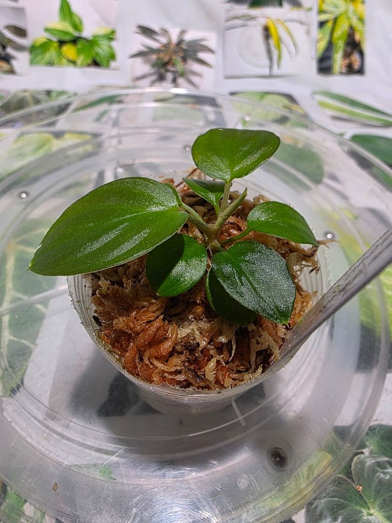 ‼️カイロコンパクト‼️　LA便正規タグ付　ホマロメナ　黒兎×AIG