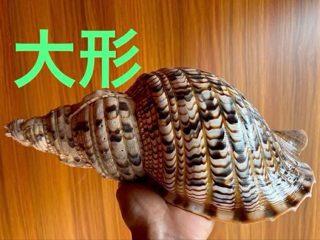 法螺貝　32.７cm