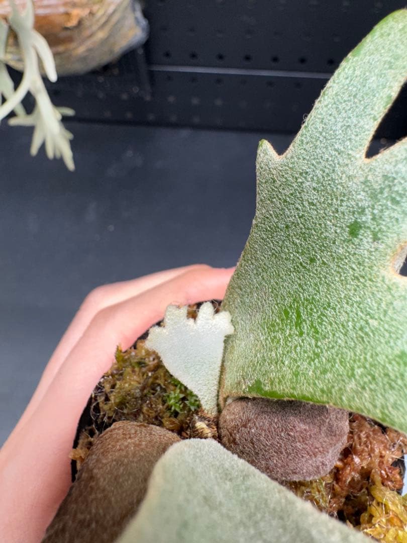 【平凡之鹿】YMDS Totoro HHRナーセリータグ付け #114