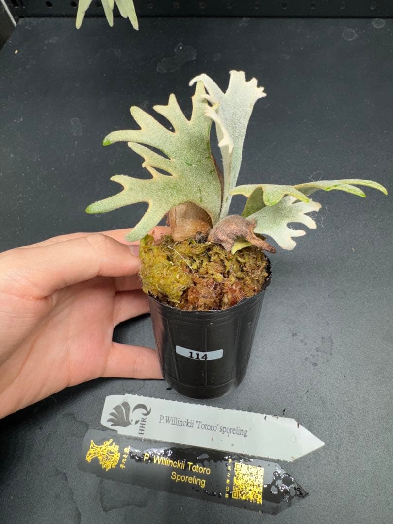 【平凡之鹿】YMDS Totoro HHRナーセリータグ付け #114