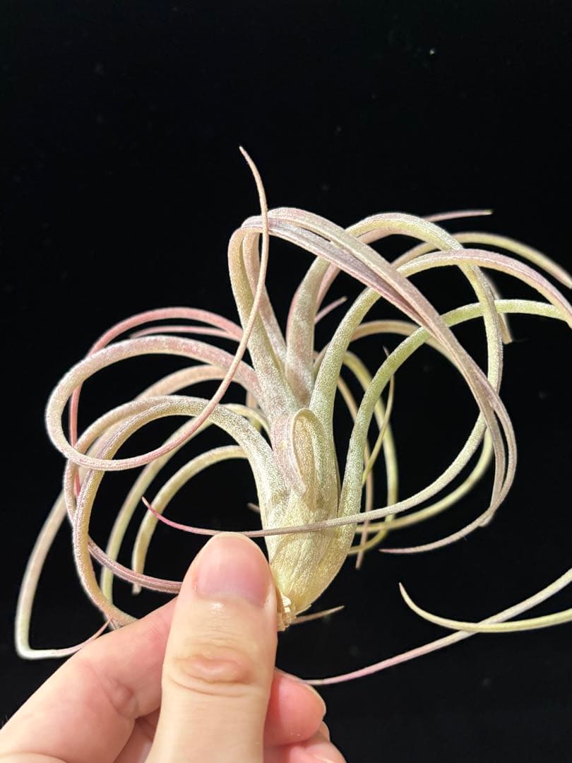 りく 'Jumping For Joy' A31012 RFI