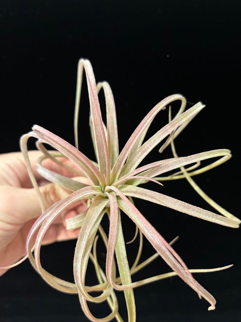 りく 'Jumping For Joy' A31012 RFI