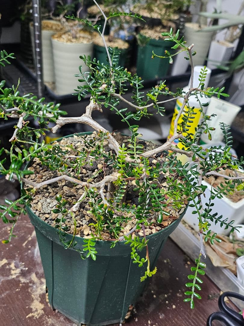 【良血統】オペルクリカリア パキプス