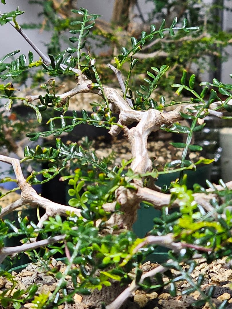 【良血統】オペルクリカリア パキプス