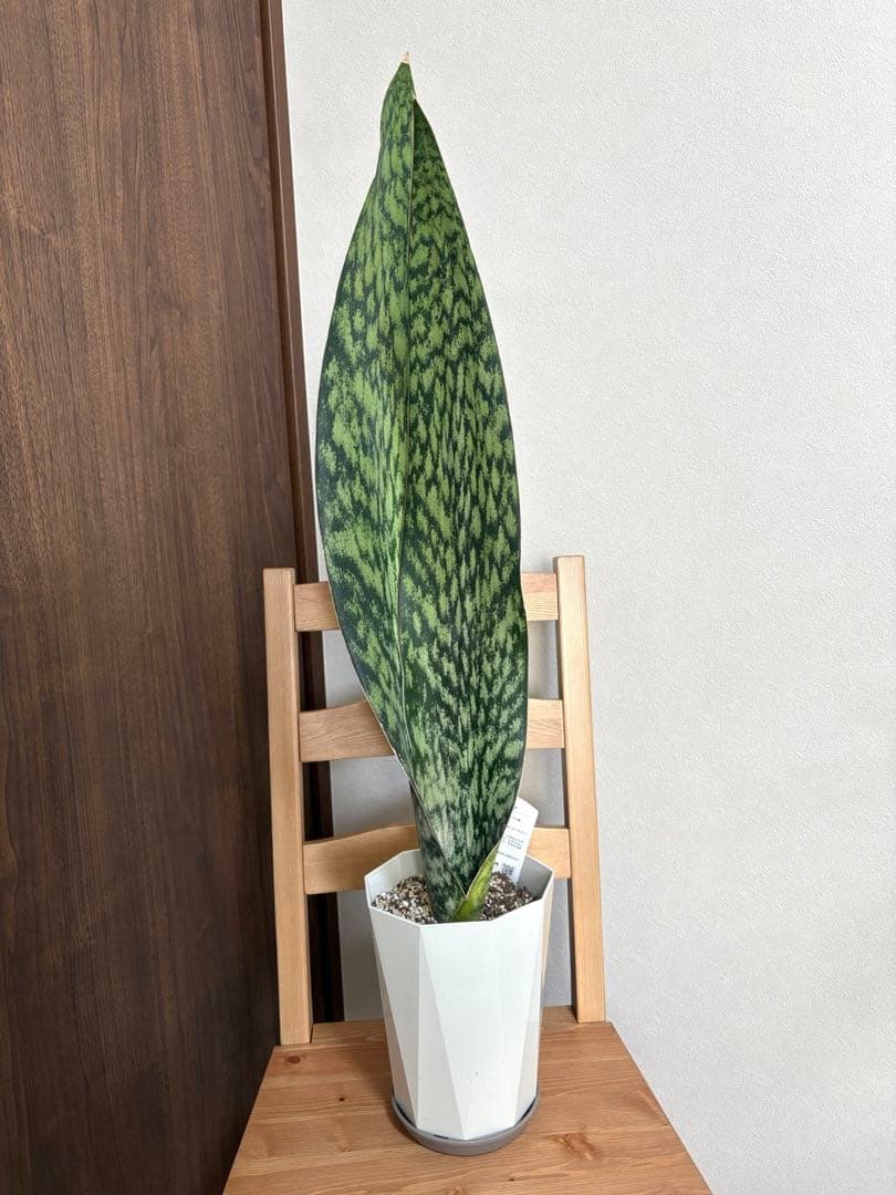 K*a様 サンスベリア　オブリティアナ　6号