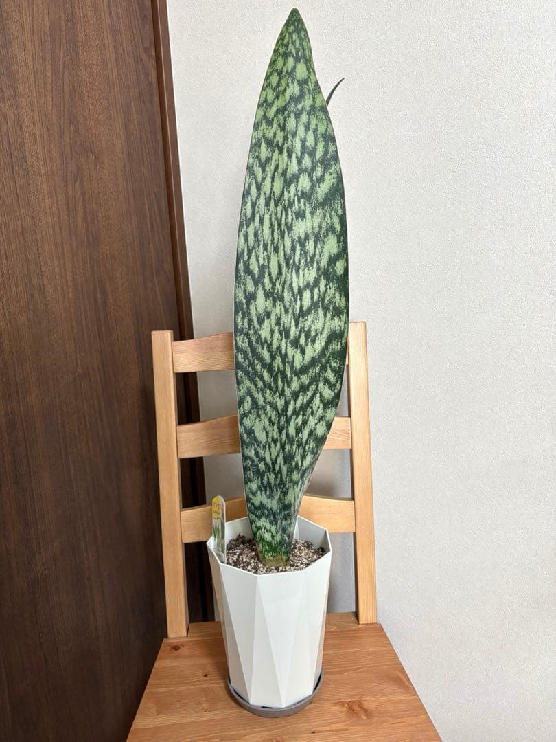 K*a様 サンスベリア　オブリティアナ　6号