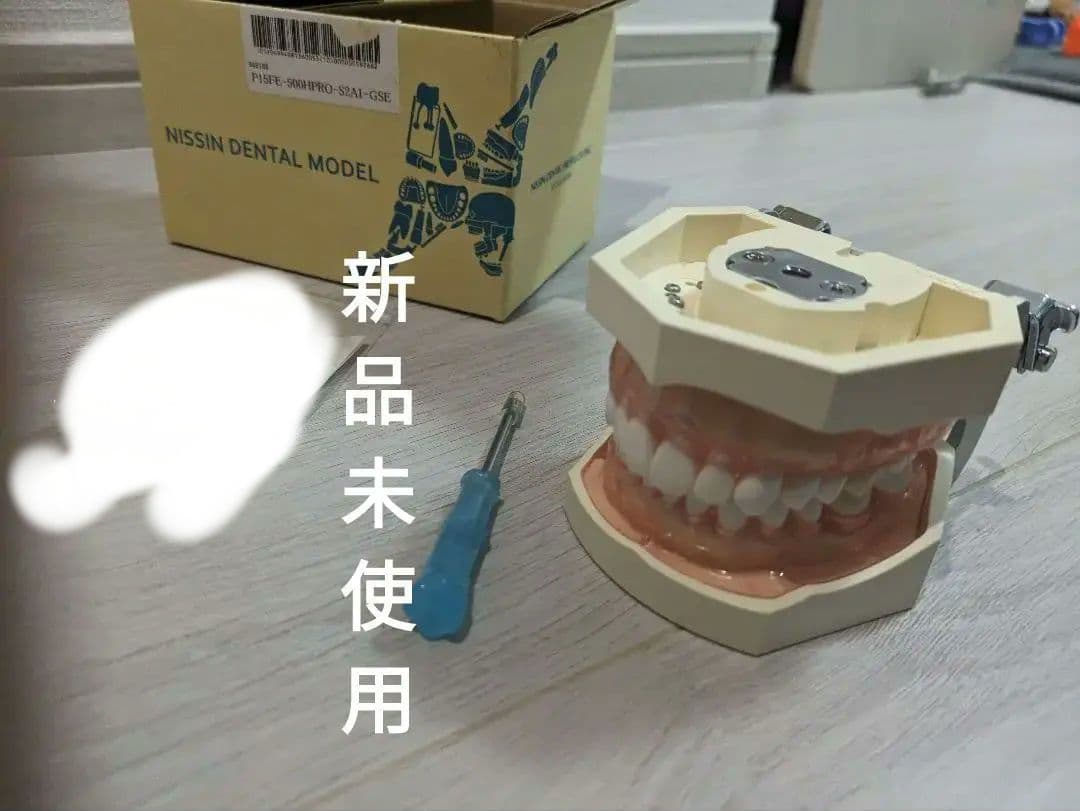 nissin 顎模型　がくもけい　歯牙模型　セット　デンタルモデル