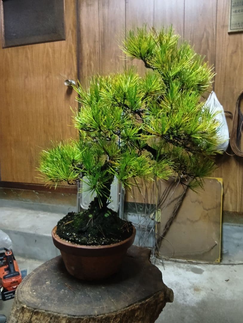 黒松（盆栽持ち込み古い）