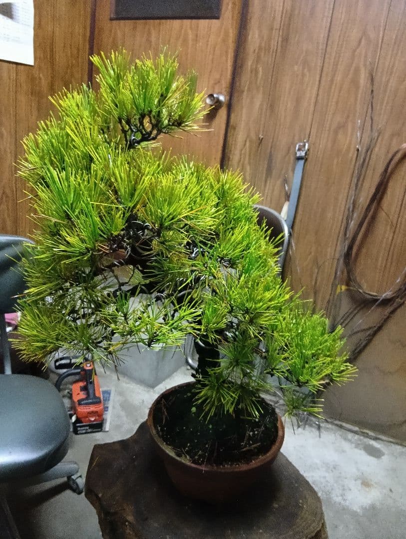 黒松（盆栽持ち込み古い）