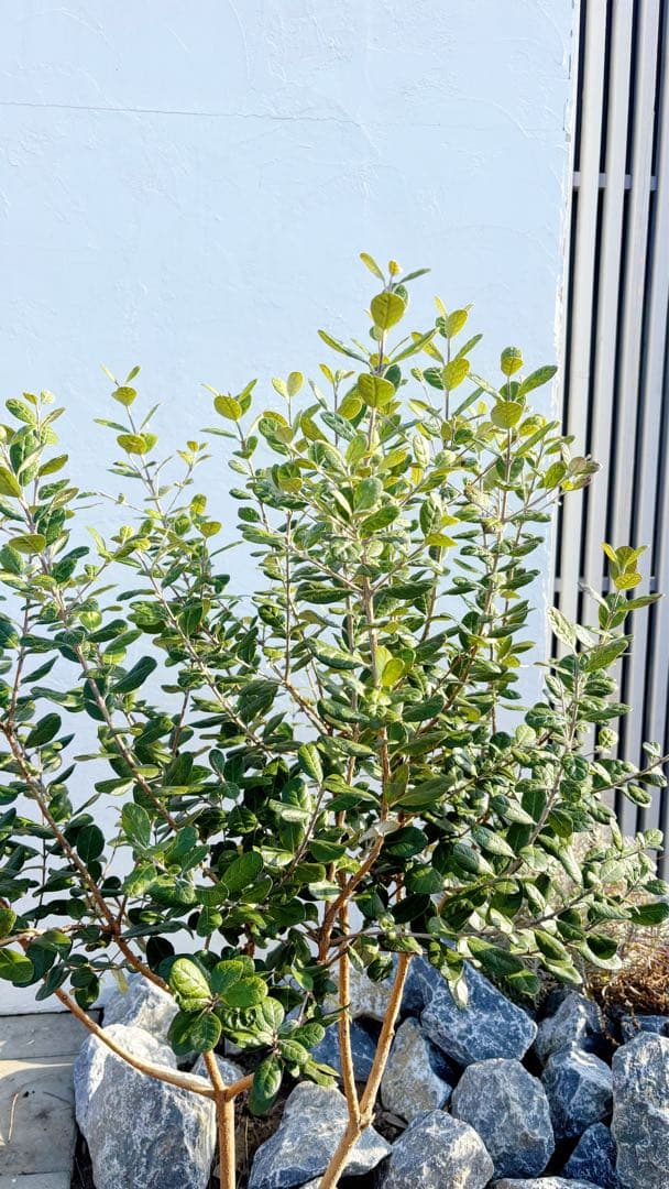 超美形。仕立てフェイジョア1.7M(鉢底から)品番C