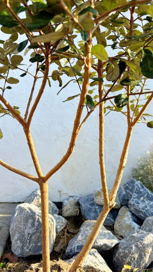 超美形。仕立てフェイジョア1.7M(鉢底から)品番C