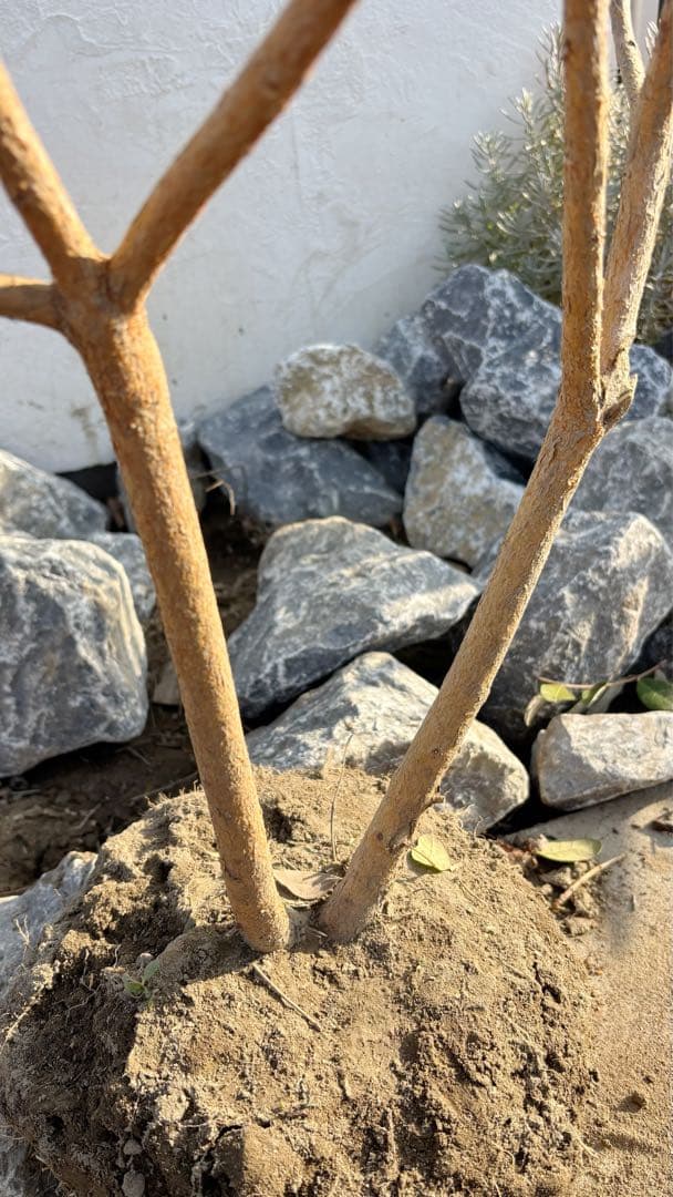 超美形。仕立てフェイジョア1.7M(鉢底から)品番C