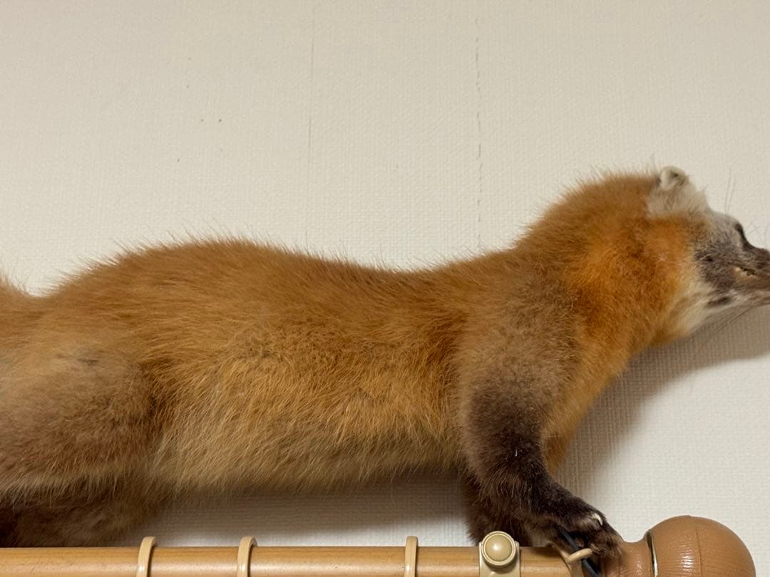 天然テンの剥製