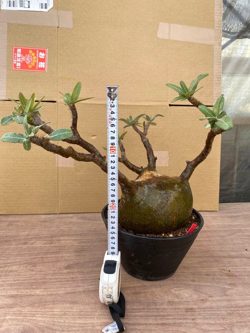 パキポディウム　グラキリス　輸入苗