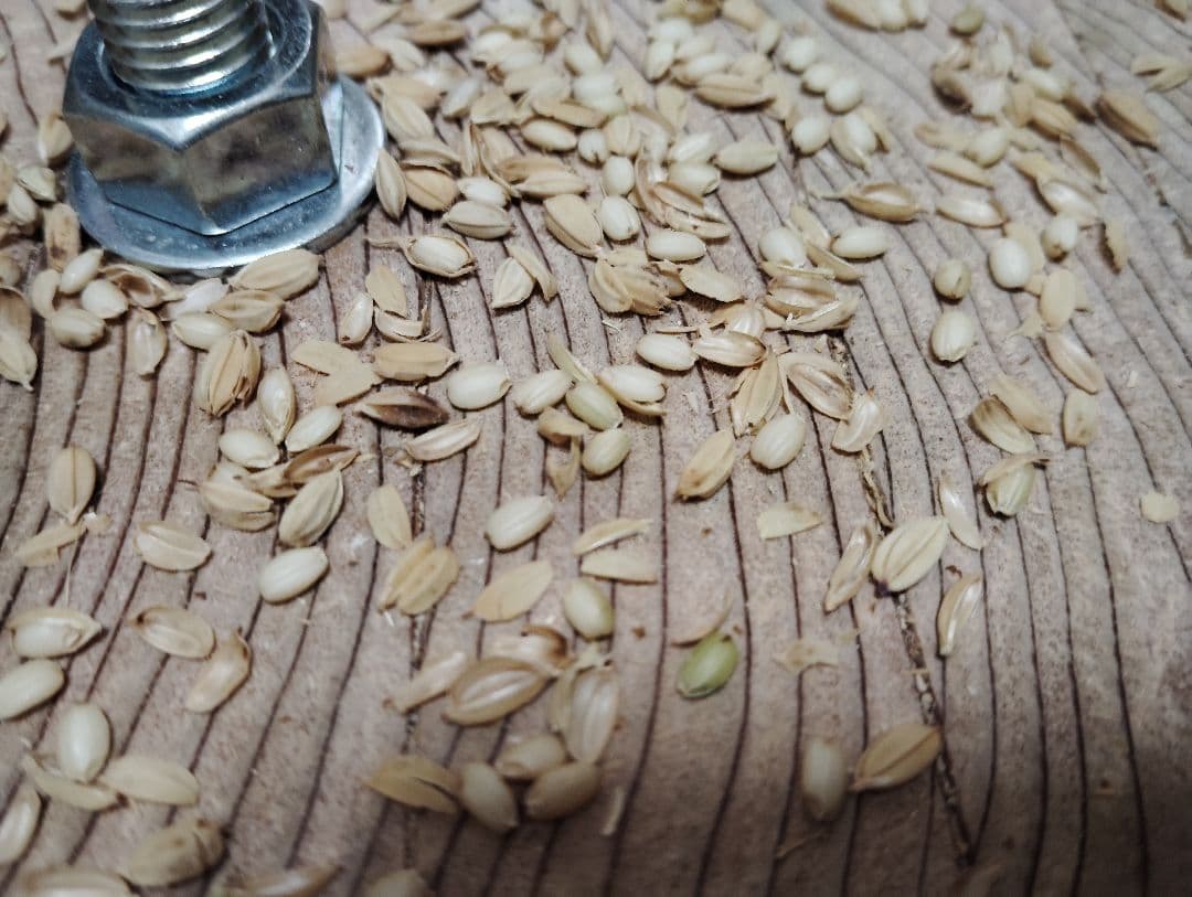 回転式籾擦り機(軽量小型 回転軸ボルト、上部投入タイプ)