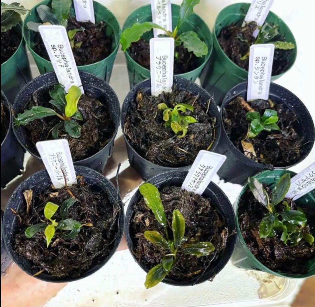 ◆特◆ブセファランドラSP.よりどり15セット（良株） #ブセさかな屋 クダカン