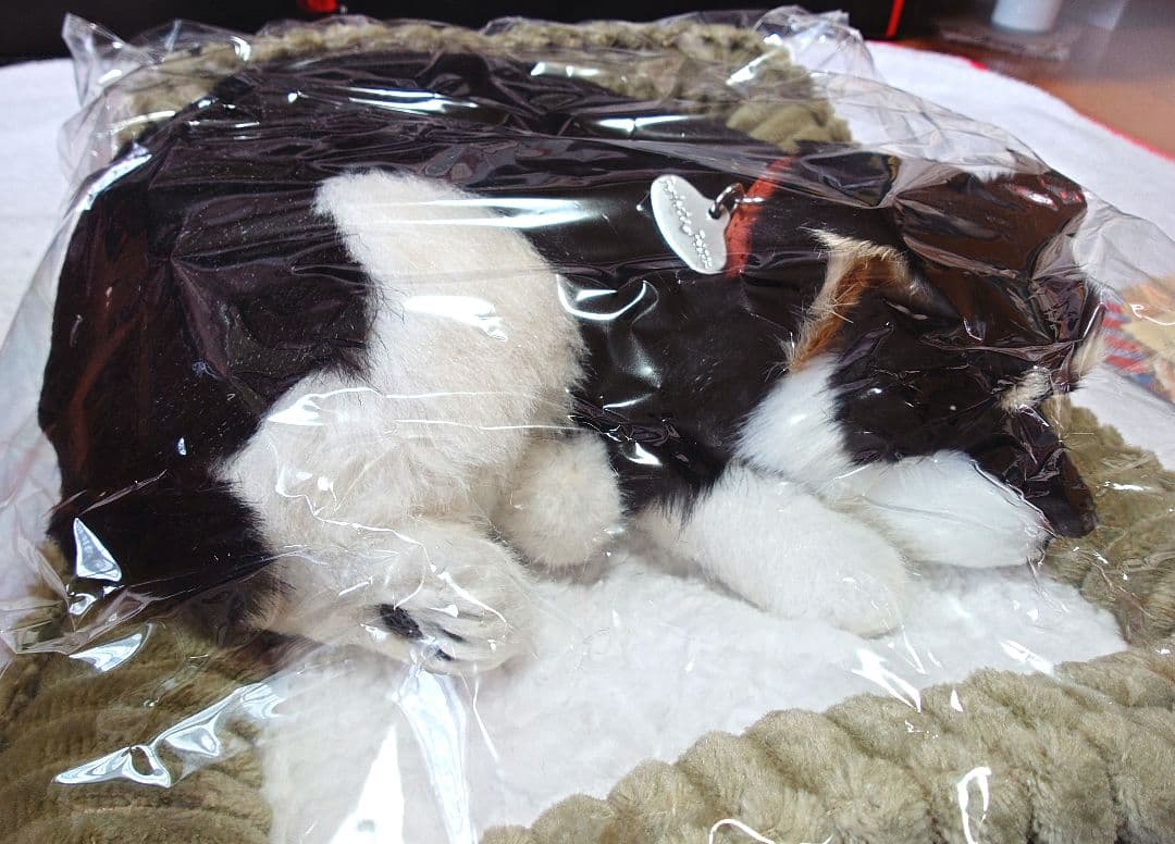 パーフェクトペット 黒柴