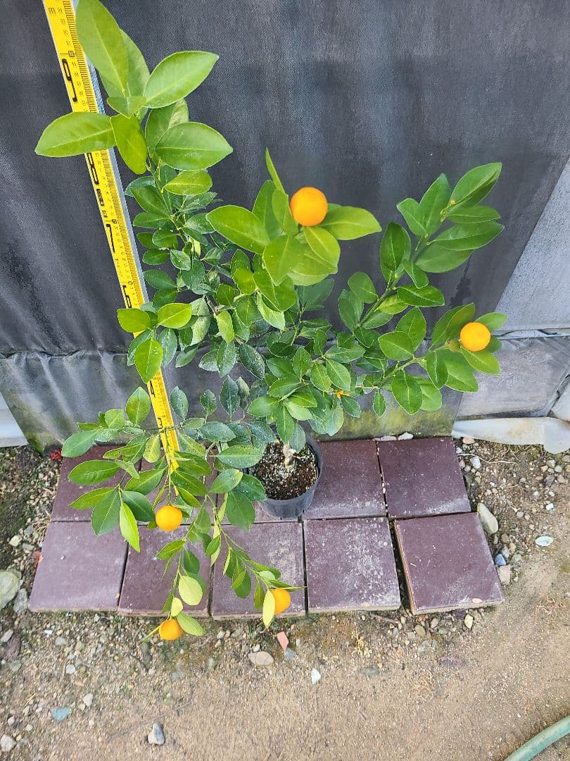 タチバナ（橘）実付き大株 5号P 接木3年生苗｜日本固有柑橘・耐寒性◎ 現品発送